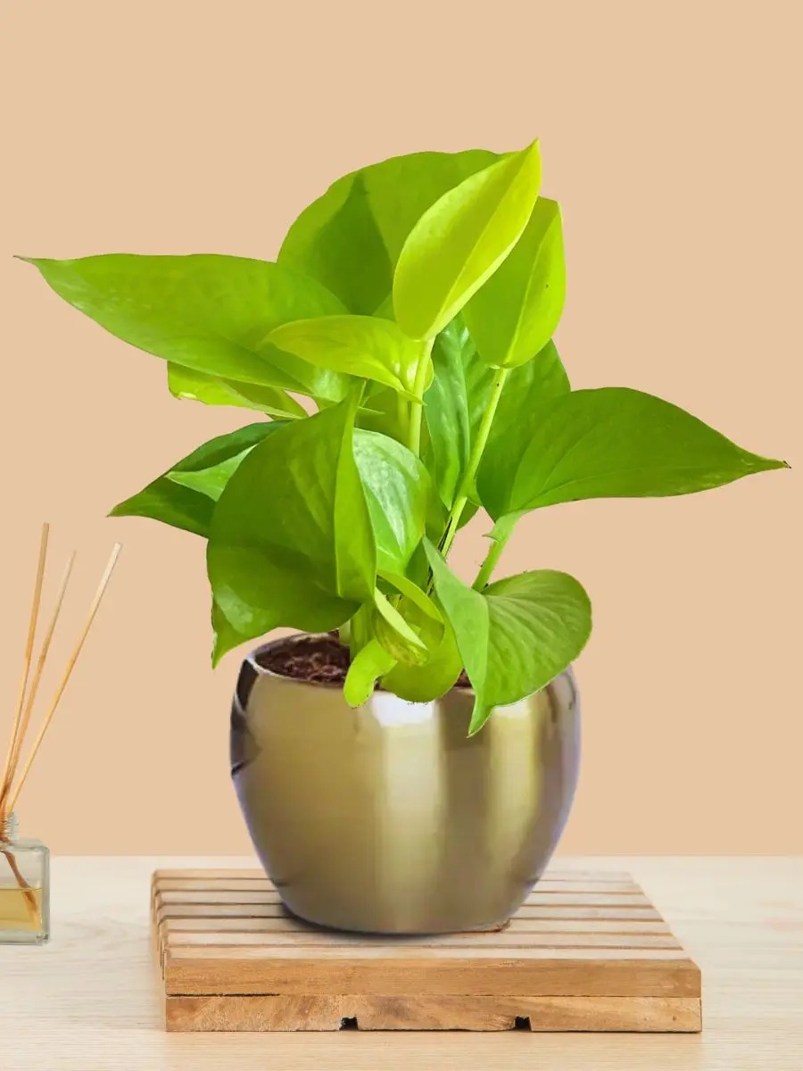 Money Plant Golden (Small) in Golden Metal Pot image